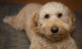 Wrigley the therapy dog